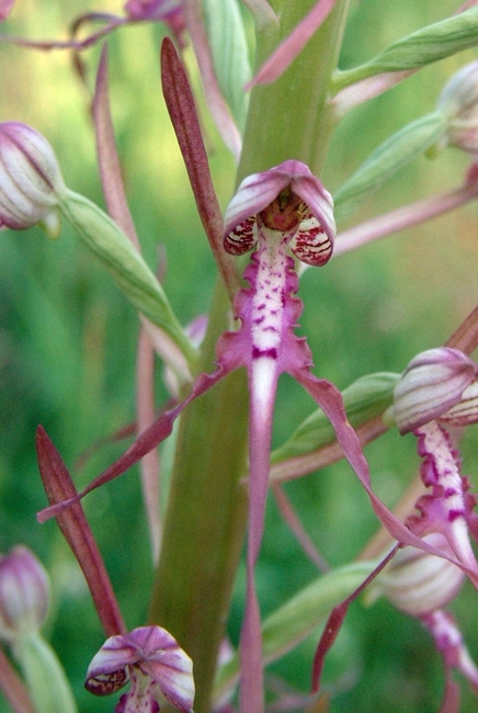 himantoglossum adriaticum